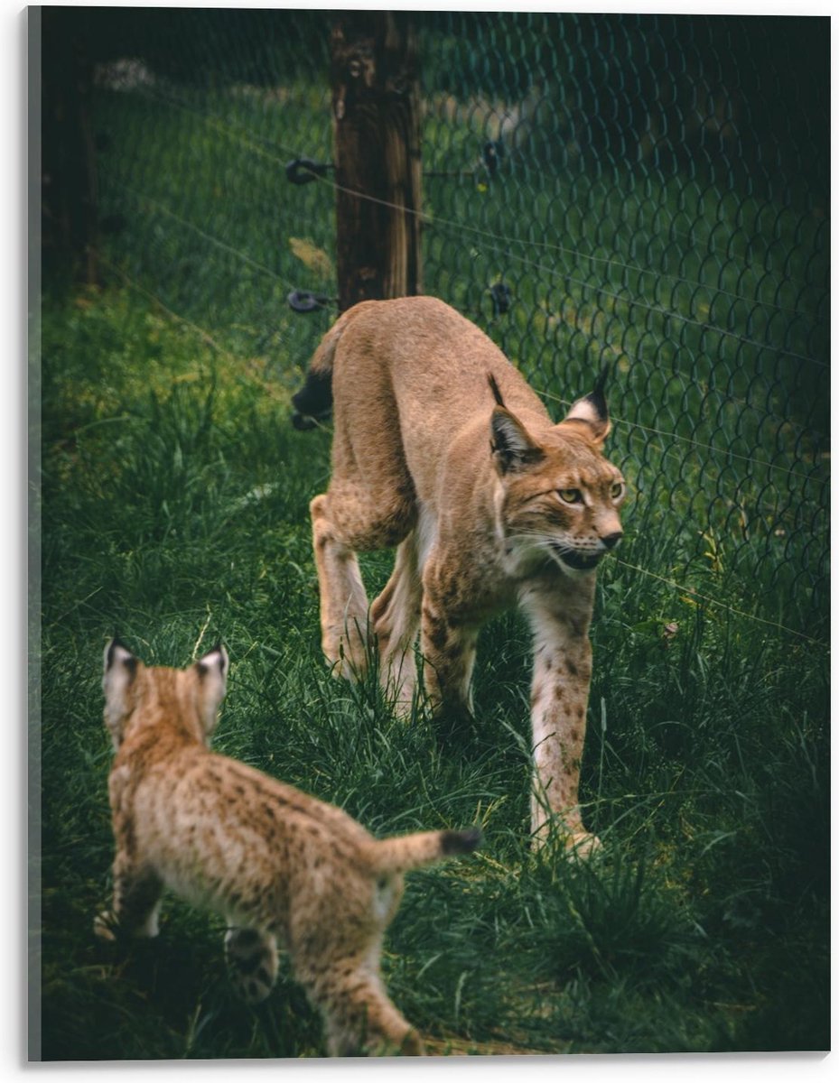 Acrylglas - Lynx met Baby - 30x40cm Foto op Acrylglas (Wanddecoratie op Acrylglas)