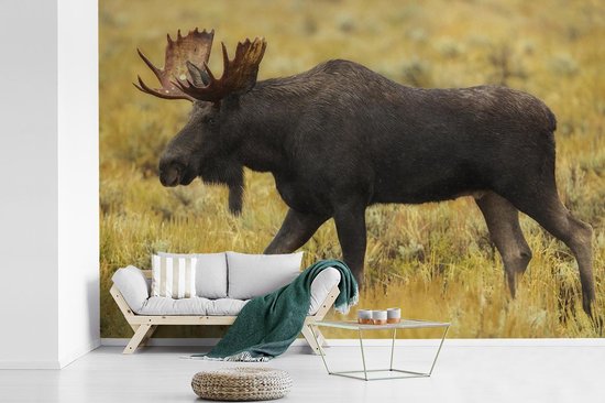 Papier peint photo peint vinyle - Elk dans le parc national largeur 390 cm x hauteur 260 cm - Tirage photo sur papier peint (disponible en 7 tailles)