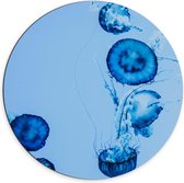 Dibond Wandcirkel - Blauwe Kwallen in het Water - 70x70cm Foto op Aluminium Wandcirkel (met ophangsysteem)