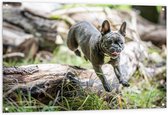 Tuinposter – Springende Hond - 120x80cm Foto op Tuinposter  (wanddecoratie voor buiten en binnen)