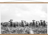 Schoolplaat – Aankijkende Schapen (zwart/wit) - 120x80cm Foto op Textielposter (Wanddecoratie op Schoolplaat)