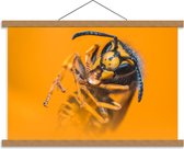 Schoolplaat – Wespenlichaam - 60x40cm Foto op Textielposter (Wanddecoratie op Schoolplaat)