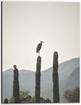 Dibond - Reiger op Cactussen - 30x40cm Foto op Aluminium (Met Ophangsysteem)