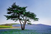 Fotobehang - Tree in Blue Flower Field in Japan 384x260cm - Vliesbehang