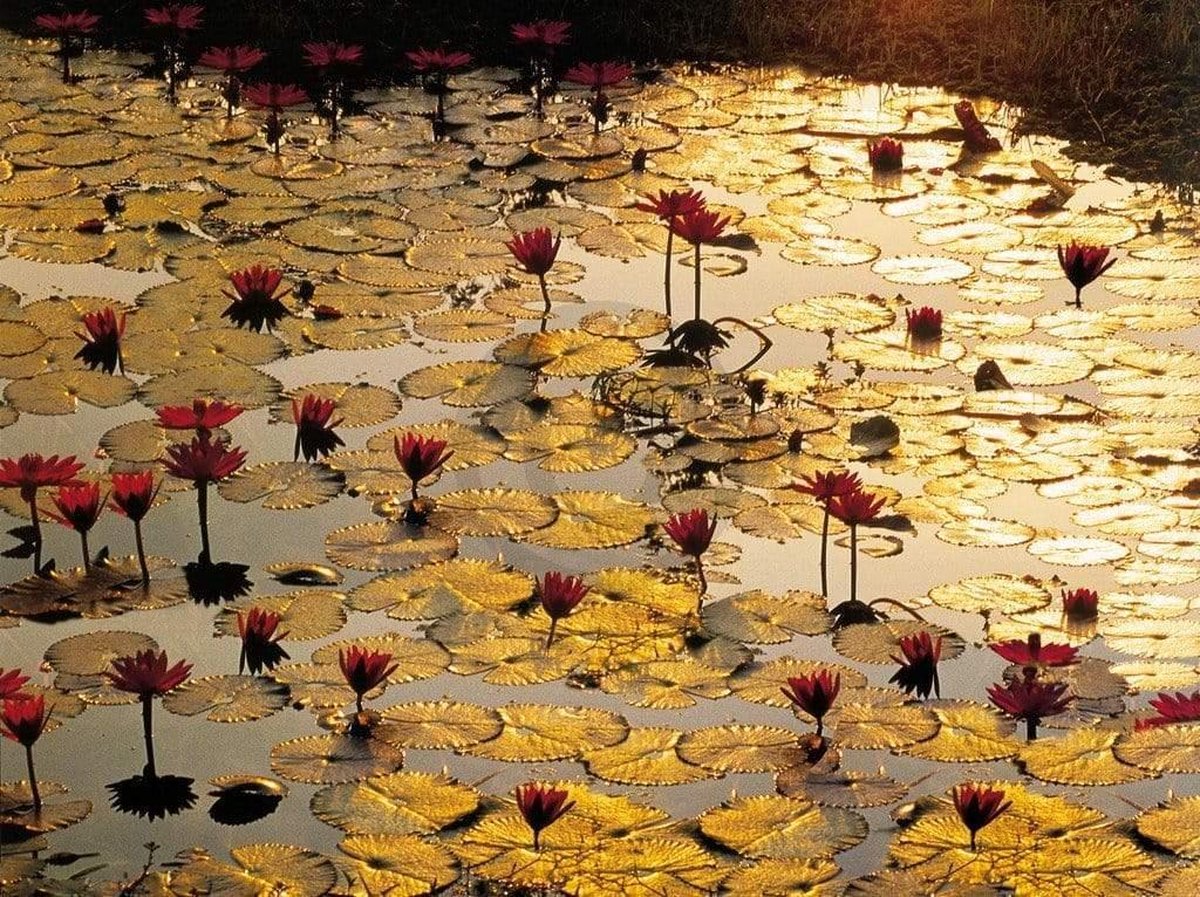 PGM Kunstdruk Bruno Baumann - Lotus Pond 80x60cm Divers