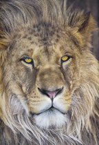 Komar Behang National Geographic Lion fotobehang