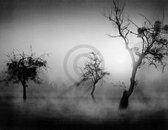 Kunstdruk Tom Weber - Bäume im Nebel II 90x70cm