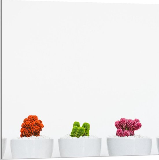 Dibond - Kleurrijke Plantjes in Witte Potten - 80x80cm Foto op Aluminium (Met Ophangsysteem)
