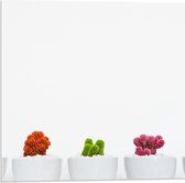 Acrylglas - Kleurrijke Plantjes in Witte Potten - 50x50cm Foto op Acrylglas (Wanddecoratie op Acrylglas)