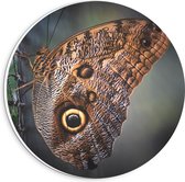 Forex Wandcirkel - Bruine Vlinder op Net - 20x20cm Foto op Wandcirkel (met ophangsysteem)