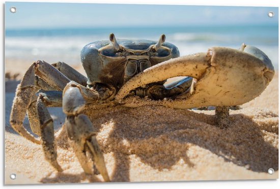 Tuinposter – Krab in het Zand - 90x60cm Foto op Tuinposter  (wanddecoratie voor buiten en binnen)