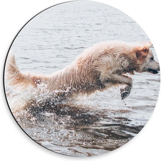 Dibond Wandcirkel - Hond in het Water Spelend - 30x30cm Foto op Aluminium Wandcirkel (met ophangsysteem)