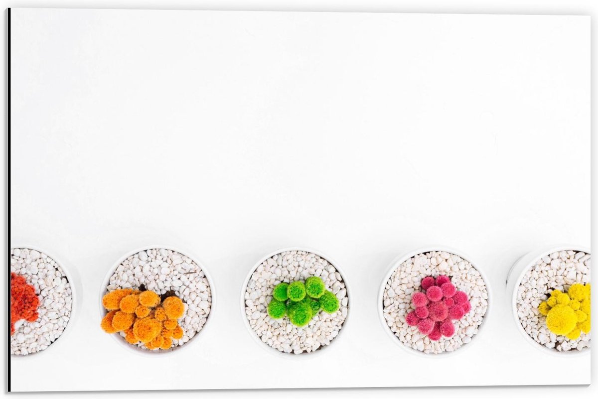Dibond - Gekleurde Cactuspotjes - 60x40cm Foto op Aluminium (Wanddecoratie van metaal)
