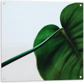 Tuinposter – Groen Blad op Witte Achtergrond  - 80x80cm Foto op Tuinposter  (wanddecoratie voor buiten en binnen)