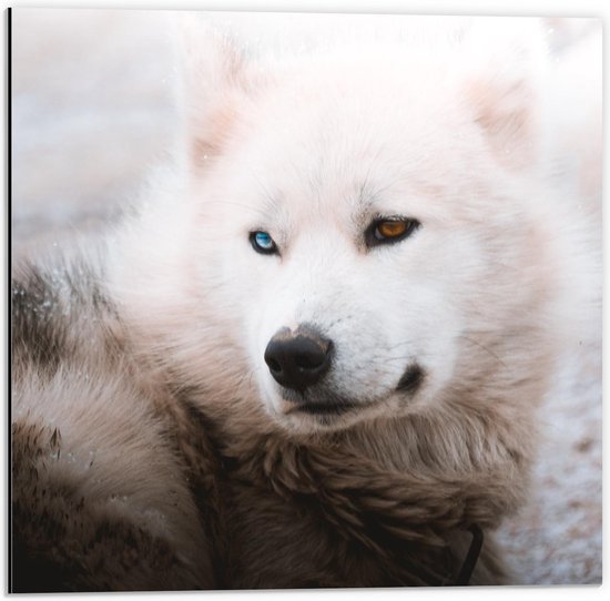 Dibond - Wolf met Verschillende Kleuren Ogen - 50x50cm Foto op Aluminium (Met Ophangsysteem)