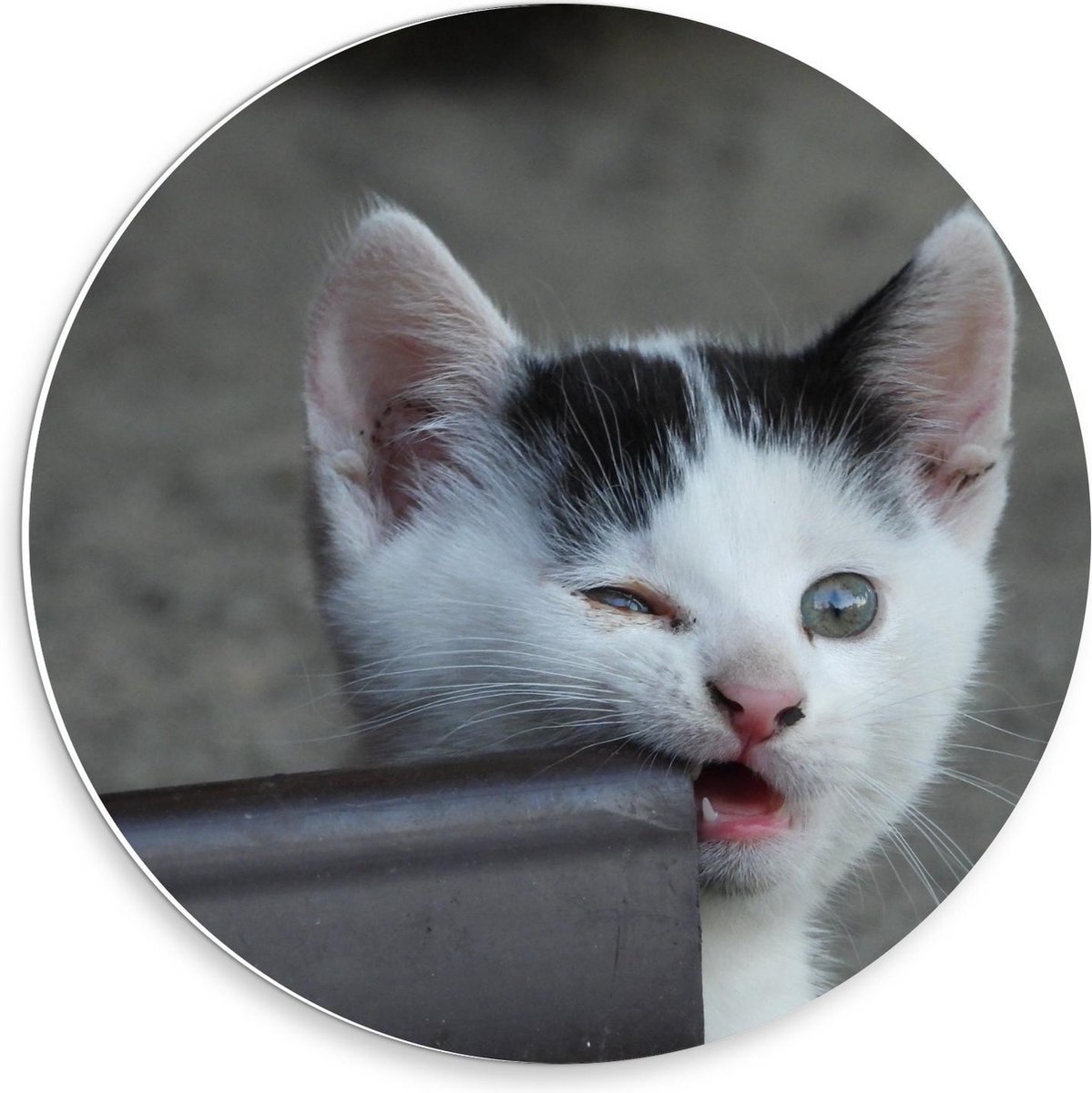 Forex Wandcirkel - Baby Katje die op IJzer Bijt - 30x30cm Foto op Wandcirkel (met ophangsysteem)