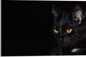 Acrylglas - Zwarte Kat op Zwarte Achtergrond  - 60x40cm Foto op Acrylglas (Wanddecoratie op Acrylglas)
