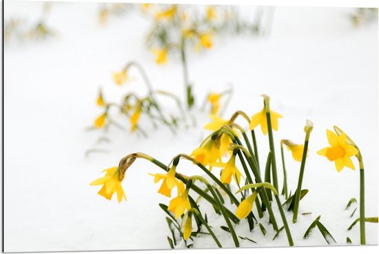 Dibond - Gele Bloemen in de Sneeuw  - 90x60cm Foto op Aluminium (Met Ophangsysteem)