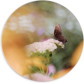 Forex Wandcirkel - Bruine Vlinder op de Bloemen - 70x70cm Foto op Wandcirkel (met ophangsysteem)