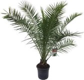 Phoenix Canariensis | Canarische Dadelpalm