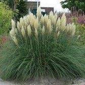 12 x Cortaderia selloana 'Pumila' - Pampasgras in C5 liter pot met hoogte 40-60cm