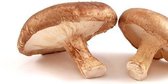 Shiitake Granulaat 1-3 mm - 1 Kg - Holyflavours -  Biologisch gecertificeerd