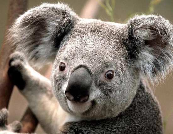 Koala & Eucalypus Blossom