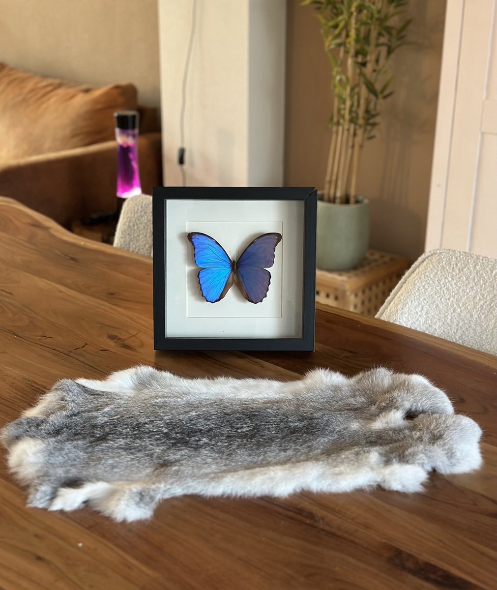 SET VAN 3 XXL !60 cm! grijze konijnenvachtjes - 3 reuzen vachten konijnenvel grijs - velletje tafel - decoratie vel dierenhuid tafel