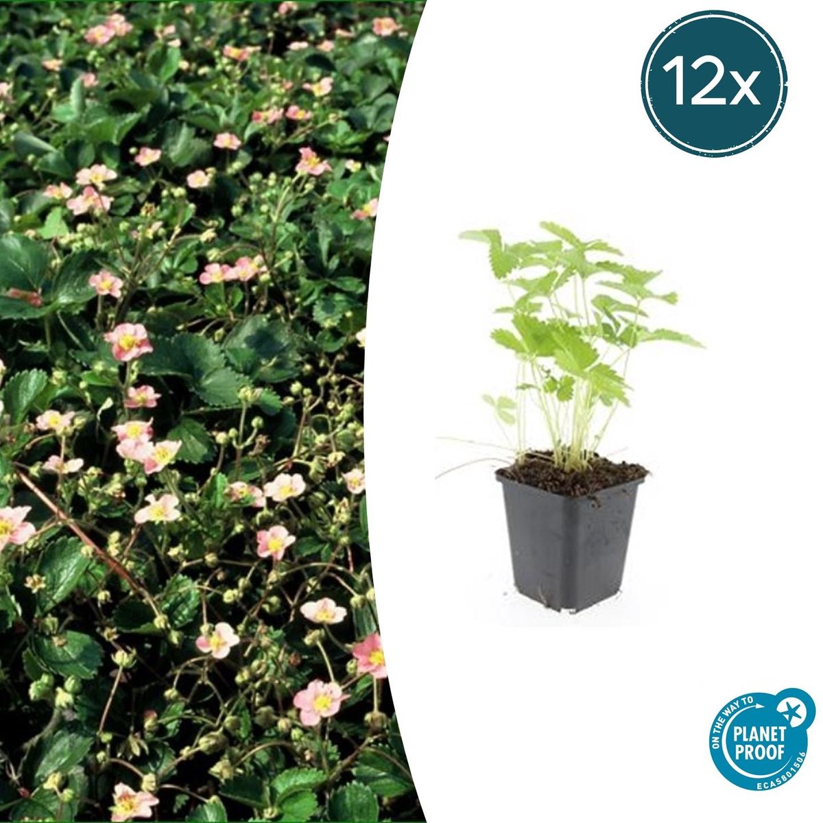 Trendyplants - Fragaria vesca - 12 stuks - Bosaardbei - Winterhard - Hoogte 10-30 cm - Potmaat Ø9cm