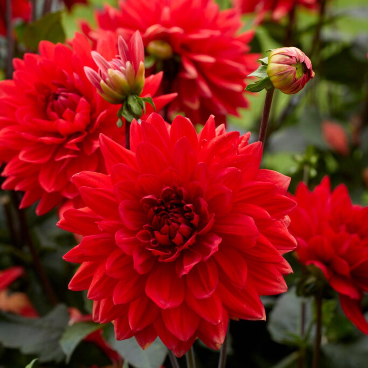 Tuindahlia (Dahlia Hortensis) - Dahlia Decoratief Garden Wonder - Bijen-Vlinders - Snijbloemen - Zomerbollen