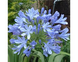 Afrikaanse lelie (Agapanthus africanus) - Agapanthus Blue Umbrella - Kaapse lelie - Vaste planten - Snijbloemen - Zomerbollen - Voorjaarsbollen