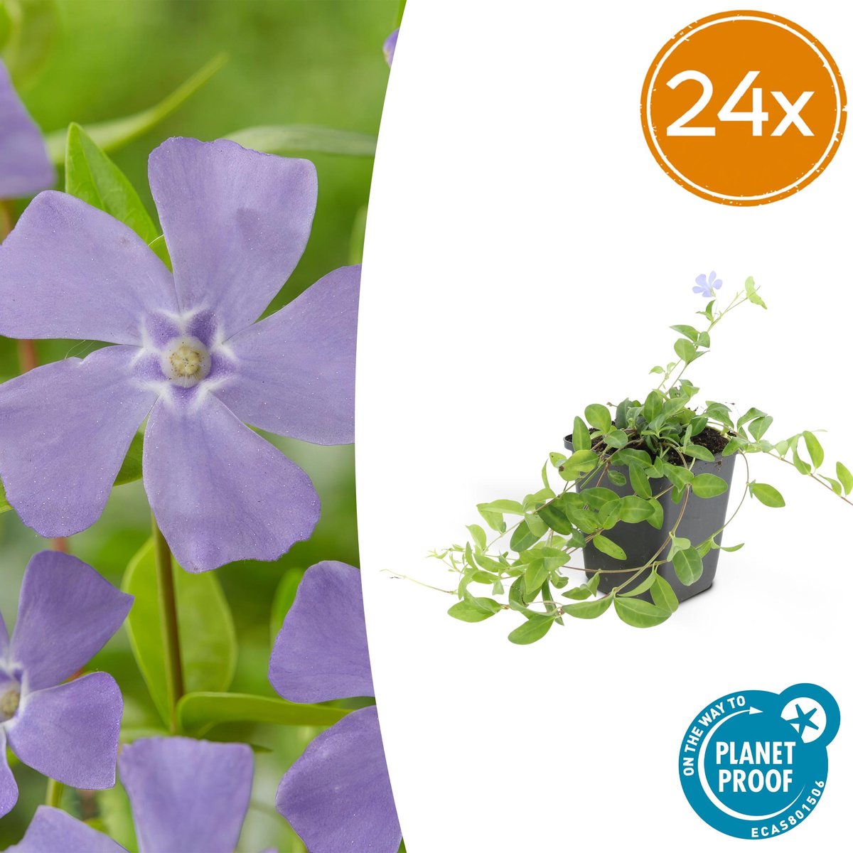 24 Stuks Maagdenpalm/ Vinca minor 'La Grave', Schaduwrijke Plant, Bloem kleur Helder Blauw-Paars,Bodembedekker,
