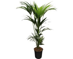 De Kentia Palm, Kamerplant-Palm, Tropische uitstraling, Howea forsteriana 5 Pit, Ø21 cm – 120–140 cm.