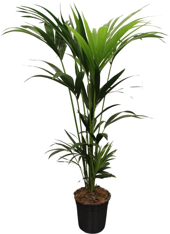 De Kentia Palm, Kamerplant-Palm, Tropische uitstraling, Howea forsteriana 5 Pit, Ø21 cm – 120–140 cm.