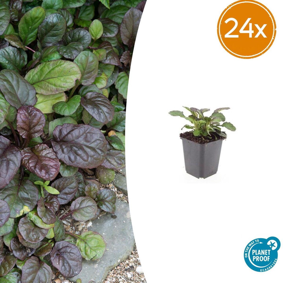 Ajuga reptans 'Catlin's Giant' 24x – Blauw Bloeiende Bodembedekker