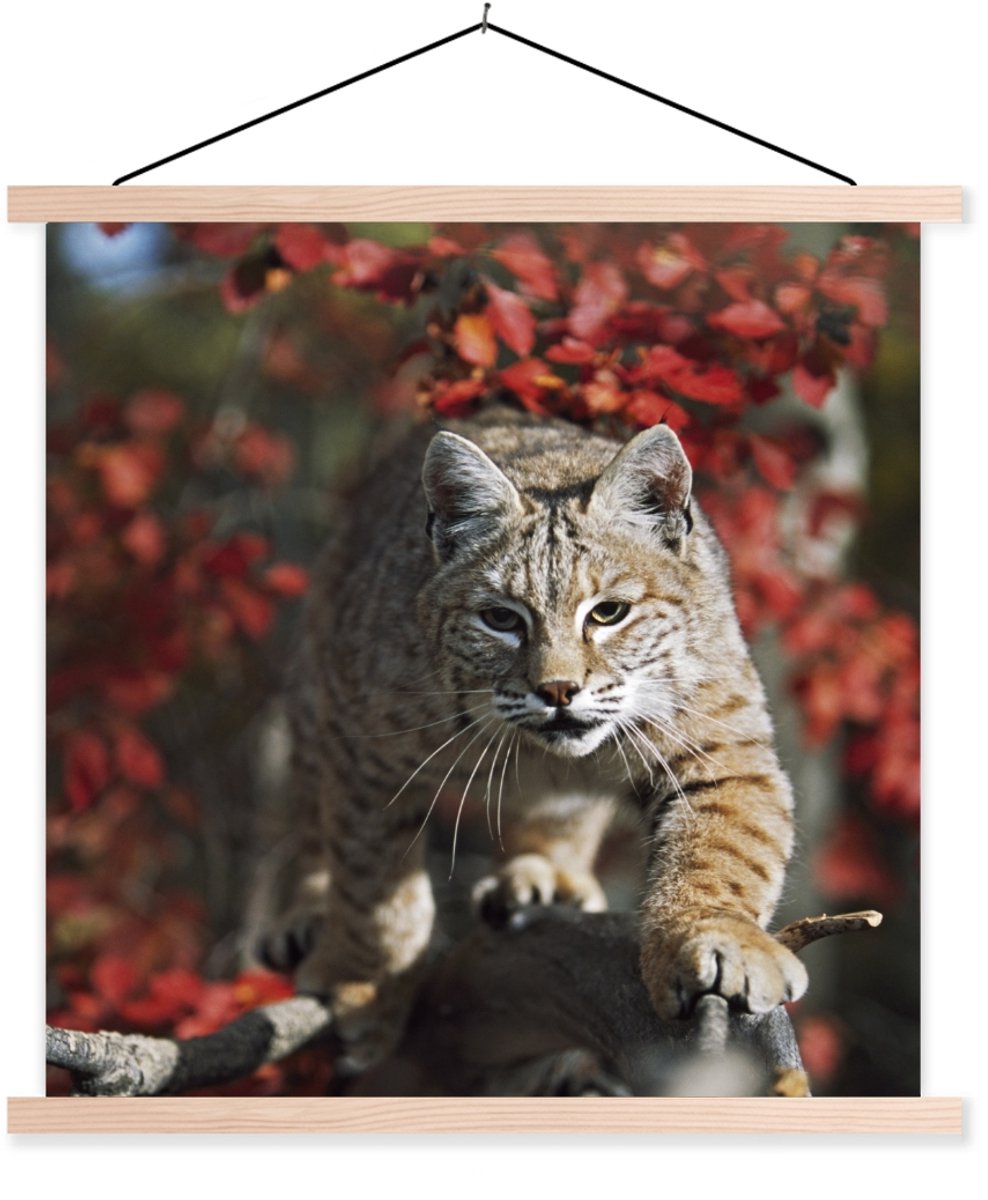 Posterhanger incl. Poster 60x60 cm - Schoolplaat - Lynx - Boomstam - Herfst - Textielposte