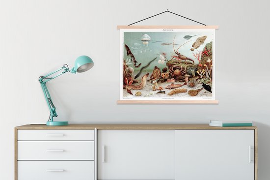 Affiche scolaire - Animaux aquatiques marins - Pierres - Vintage - Dessin - 60x45 cm - Lattes vierges