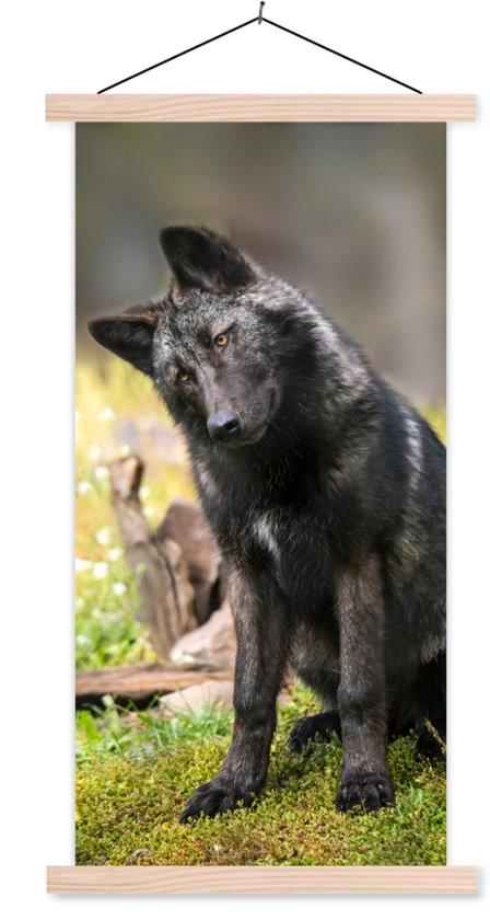 Porte-affiche avec affiche - Affiche scolaire - Loup - Zwart - Herbe - 90x180 cm - lattes vierges