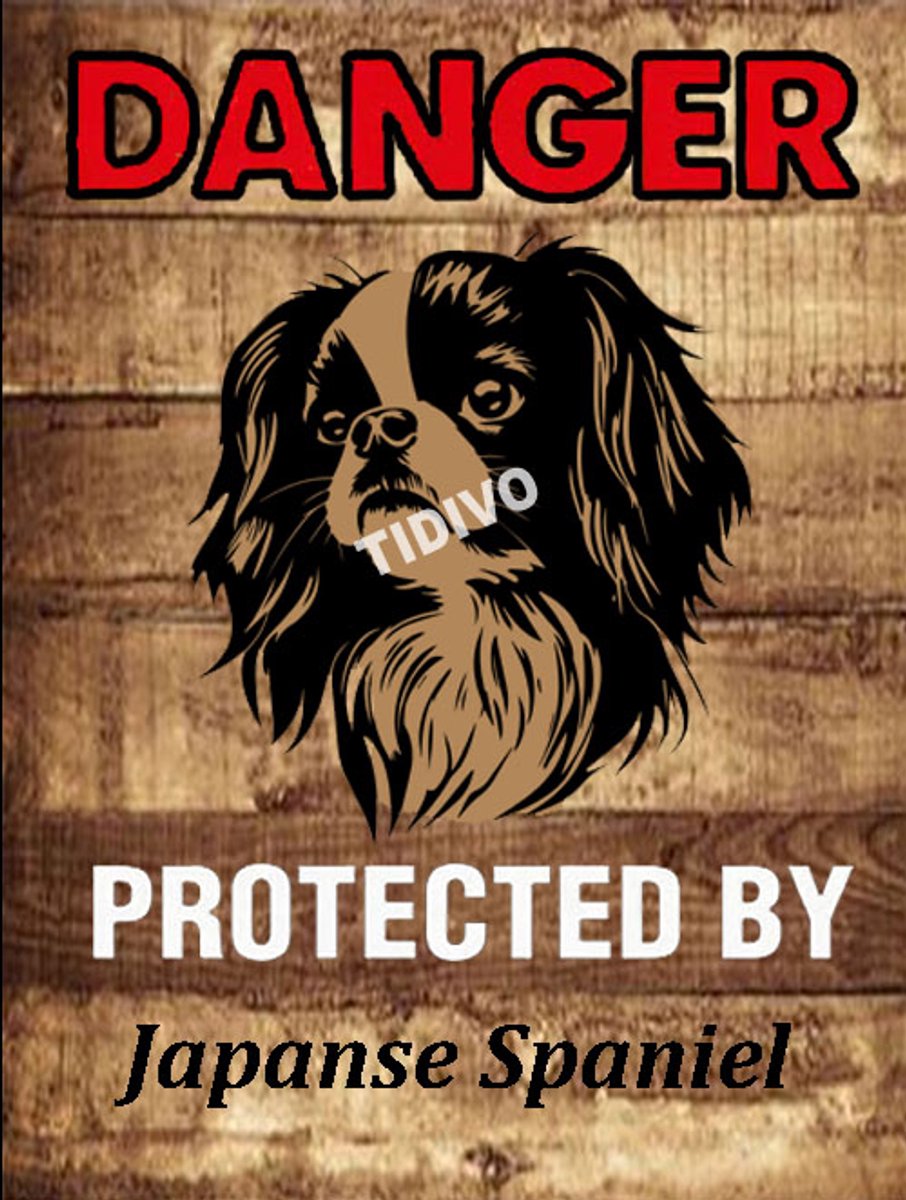 Japanse Spaniel 19