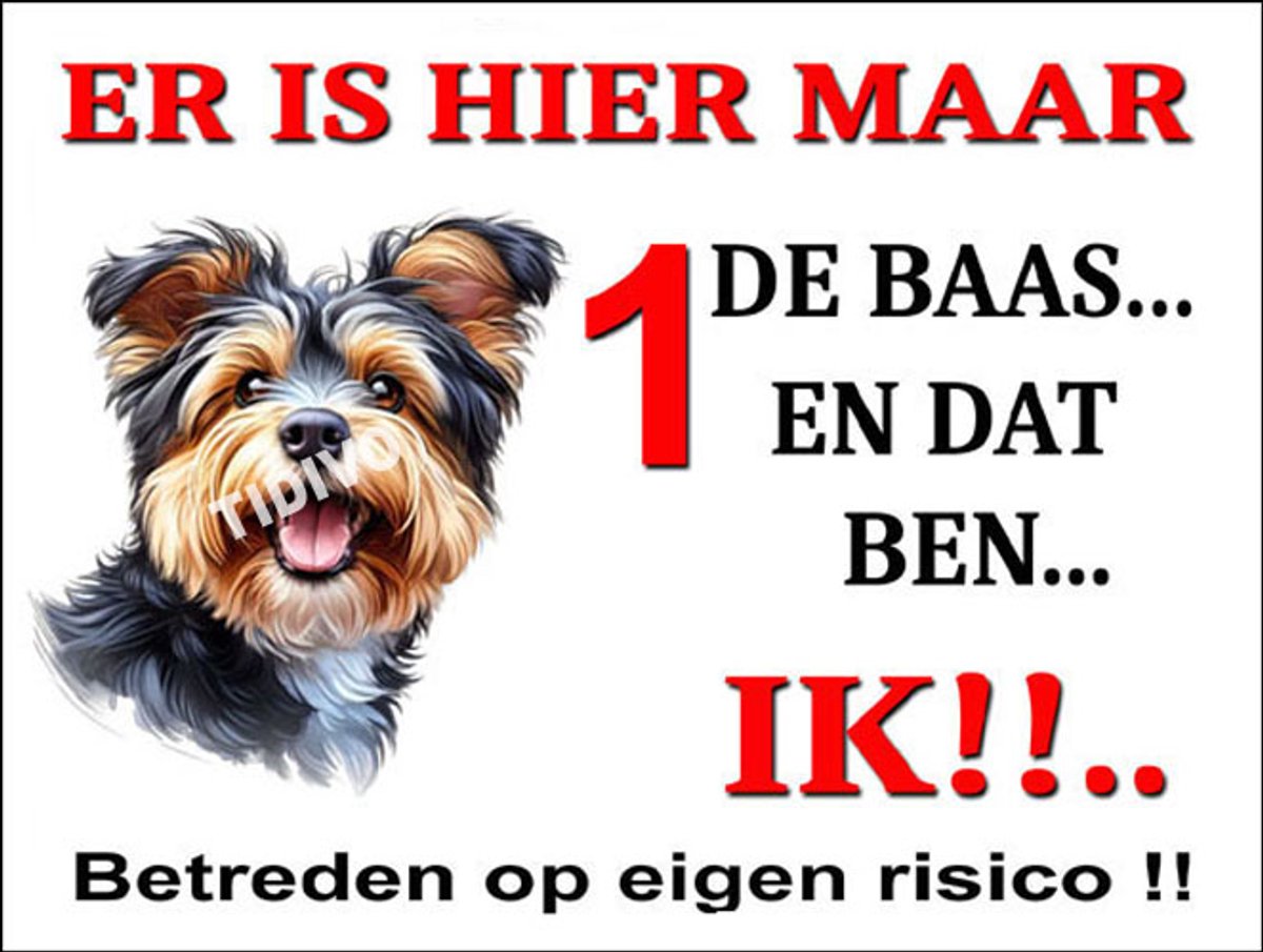 Australian Terrier 26