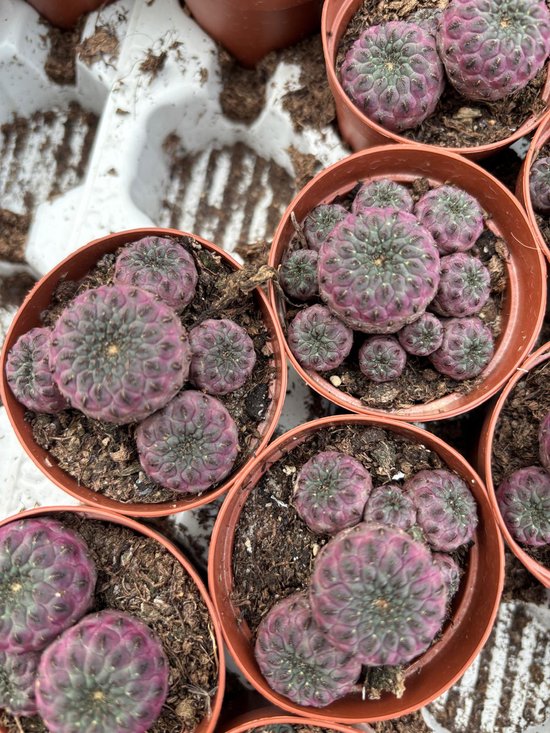 Cactus Kamerplant - 2 Zeldzame Paarse Cactussen Ø 5,5 cm Pot