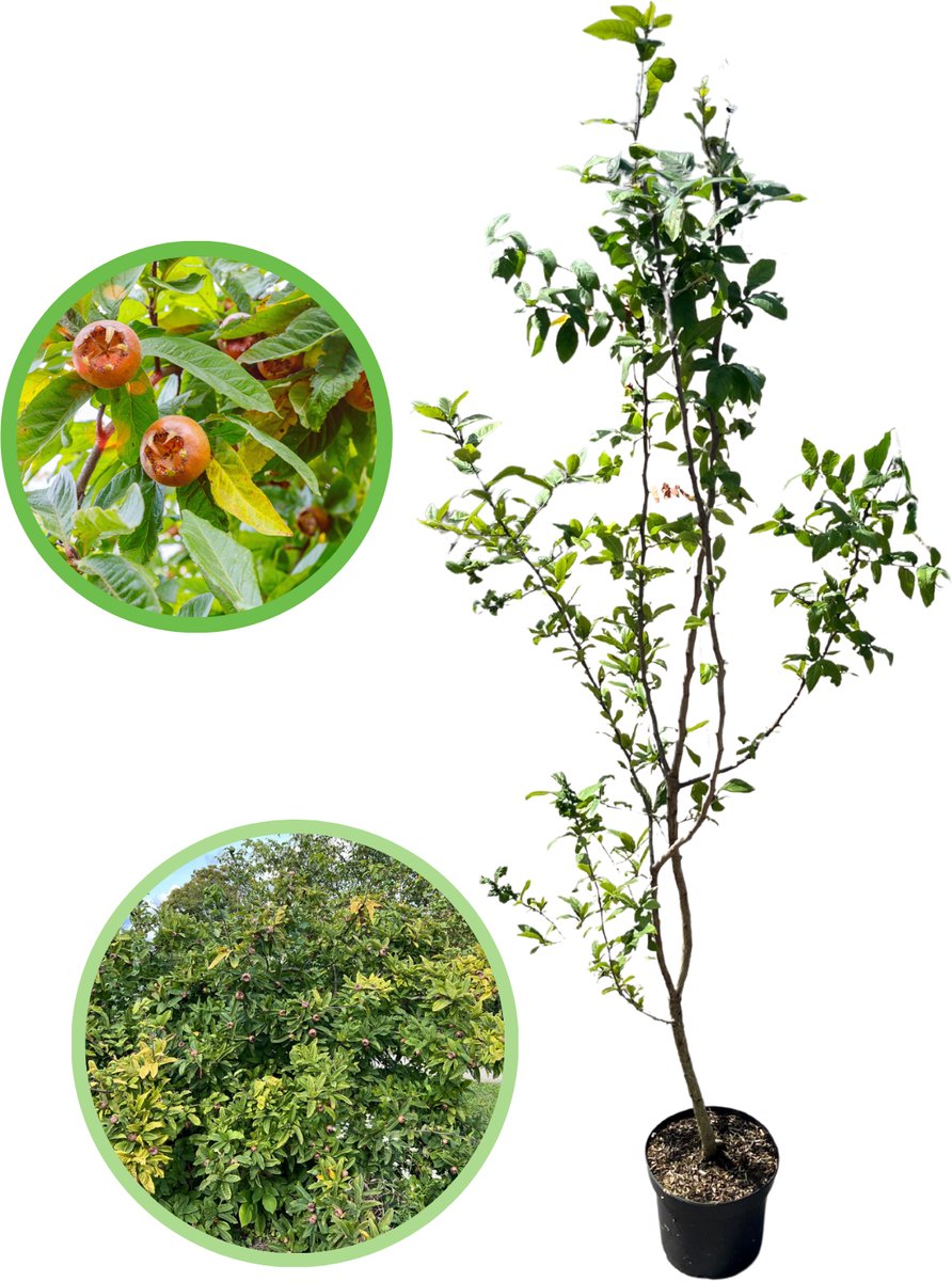 Mispel 125-150 cm (in pot) - Mespilus germanica - Ø23 cm - inheemse plant - onderhoudsarm - unieke vruchten die niet iedereen heeft