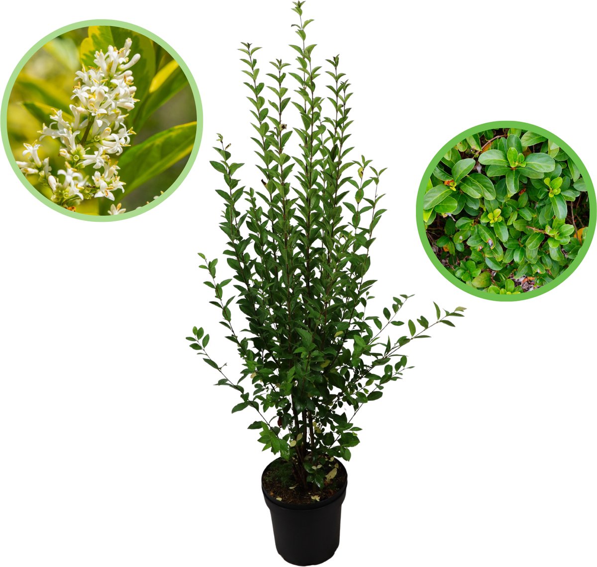 Haagliguster 100-125 cm (in pot) - Ligustrum ovalifolium - Ø26 cm - snelle groeier - witte bloemen in de zomer - natuurlijke erfscheiding