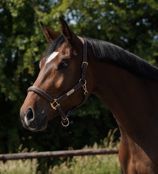Gepersonaliseerd halster - Lorazzi - Paard - Bruin - Anatomisch - Full Gepersonaliseerd halster - Lorazzi - Paard - Bruin - Anatomisch - Full