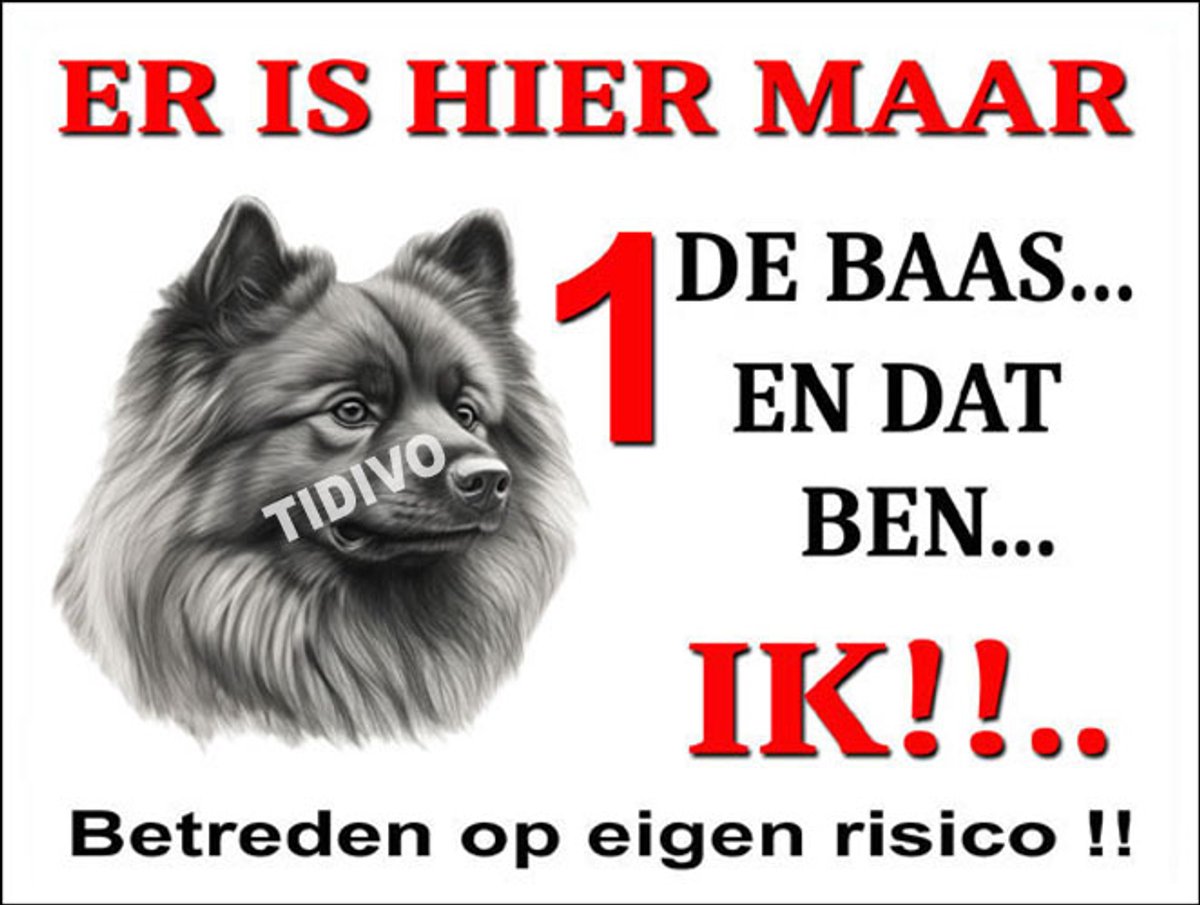 Keeshond 26