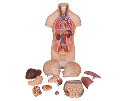 Mini Tortos Anatomisch Model 12-delig + Gratis Anatomiesoftware