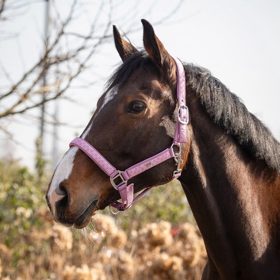 Bruin paard met wit blesje, gedragen op een roze halster met hartjes.