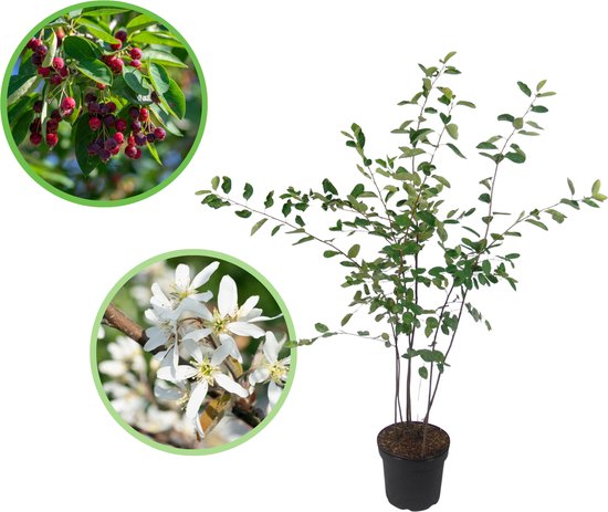 Krentenboompje 80-100 cm (in pot) - Amelanchier lamarckii - Ø26 cm - eetbare zwarte bessen - witte bloemen - vier seizoenen met uitstraling