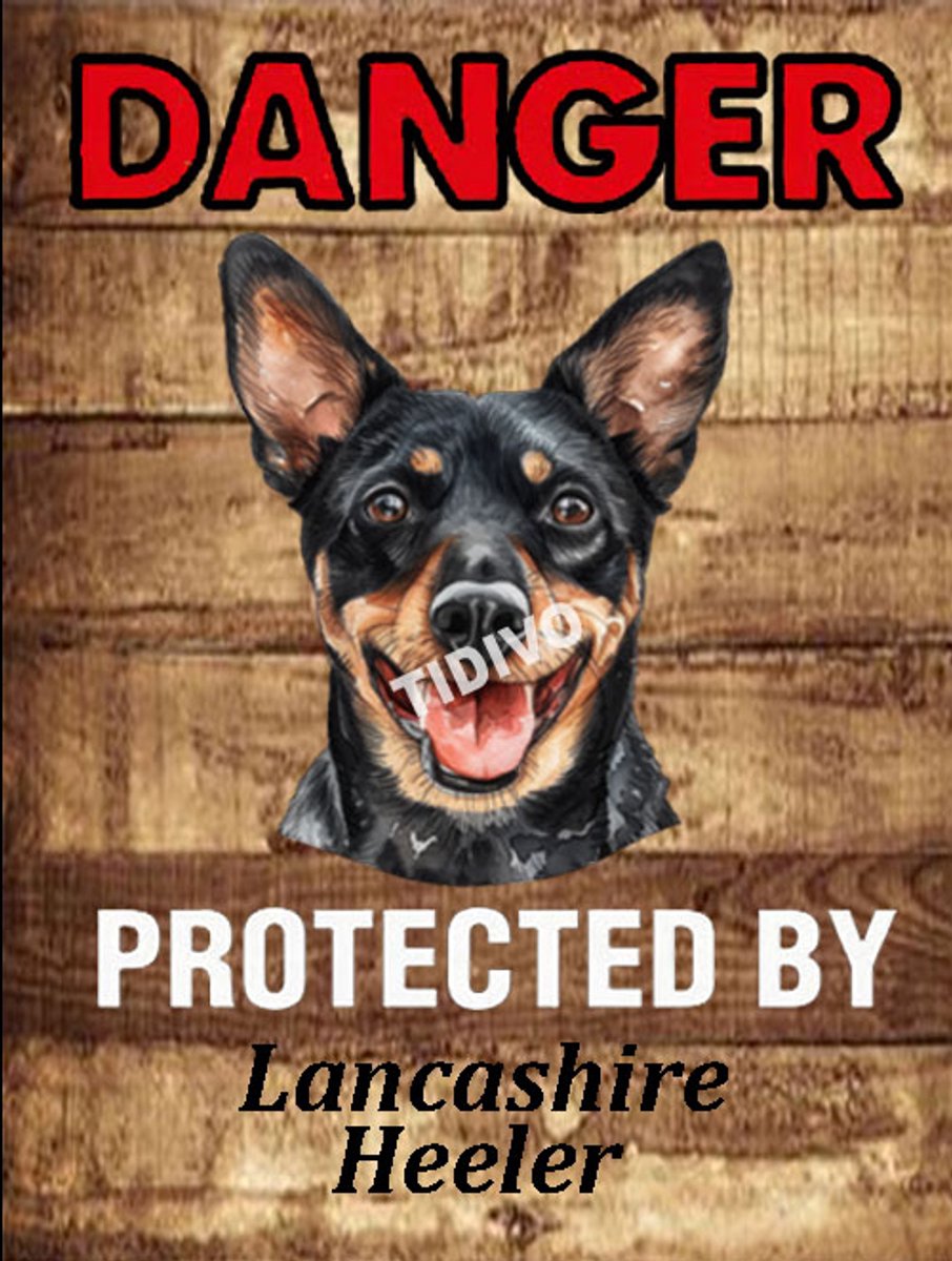 Lancashire Heeler 19