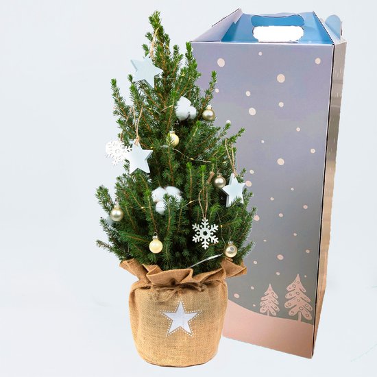 BloomGift | Kerstbomen | Dwergconifeer December | Incl. Kerstversiering en Kerstverpakking | 58cm